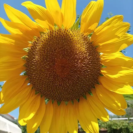 Thassossweethome Villa