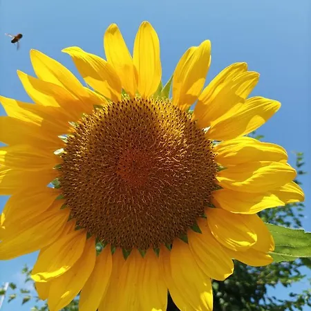 빌라 Thassossweethome