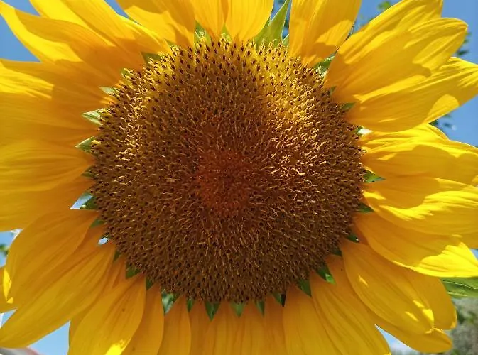 Thassossweethome Villa