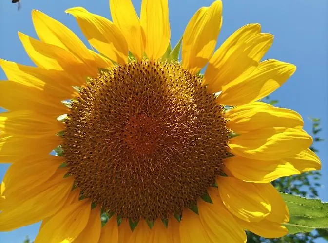 Villa Thassossweethome